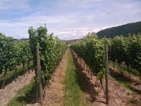 handy bilder googlefon 396 : handy bilder googlefon